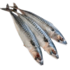 Fresh Titus Fish (Mackerel) 5kg