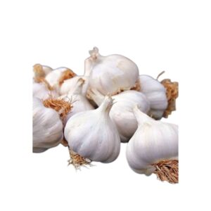 Garlic Bulb
